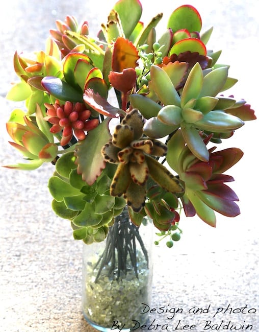 Gift bouquet of succulent rosettes