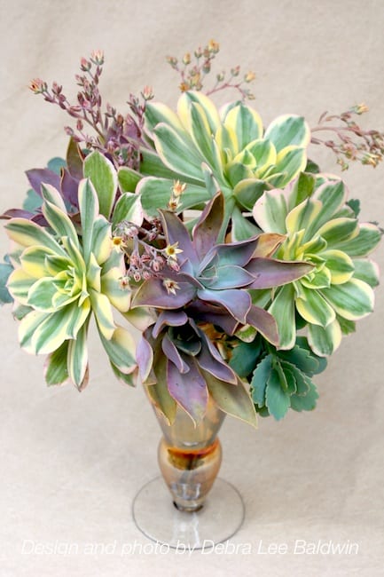 Sunburst aeonium bouquet