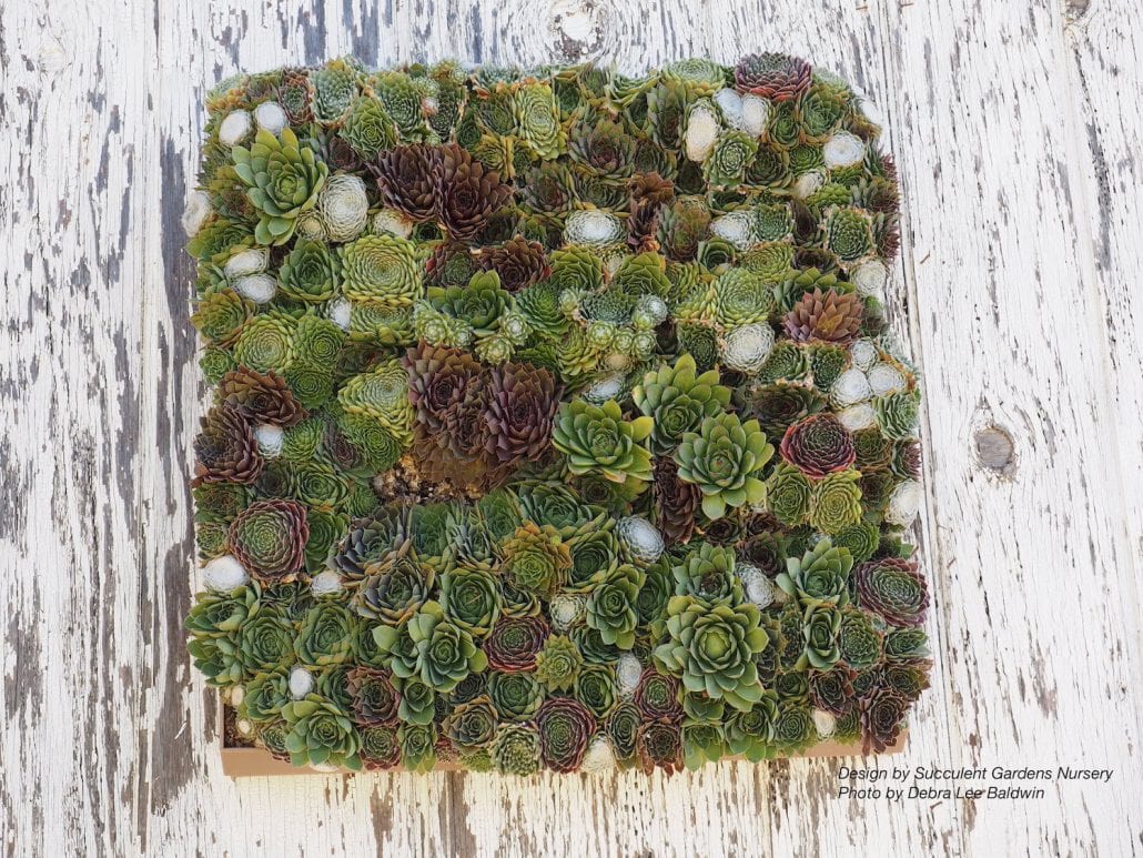 Succulent Extravaganza Highlights