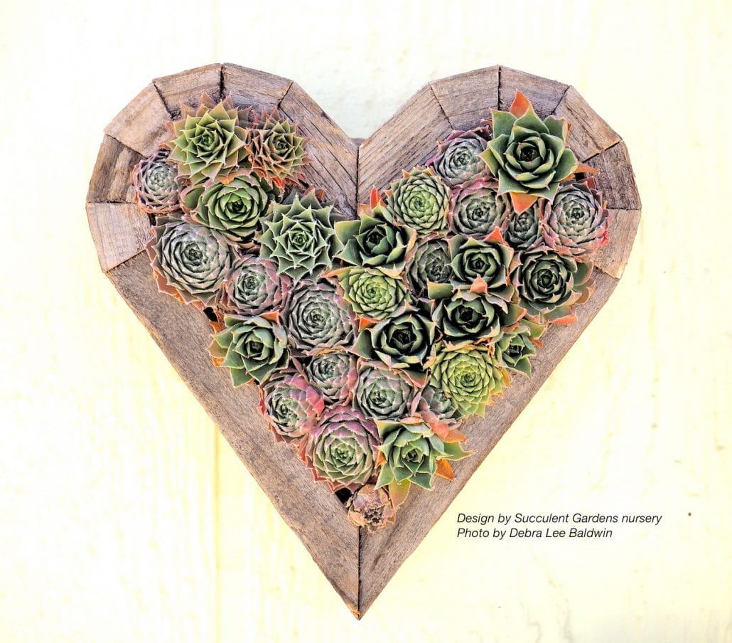 Succulent Extravaganza Highlights