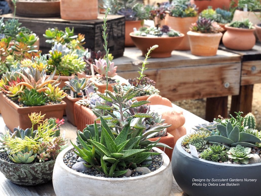 Succulent Extravaganza Highlights