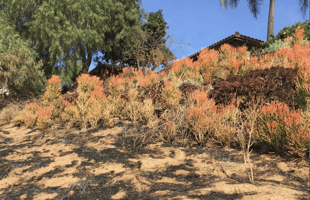 Succulent firebreak garden