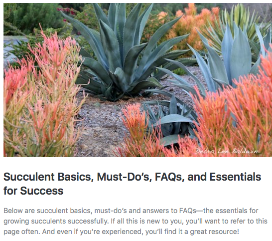 Succulent FAQs, Basics