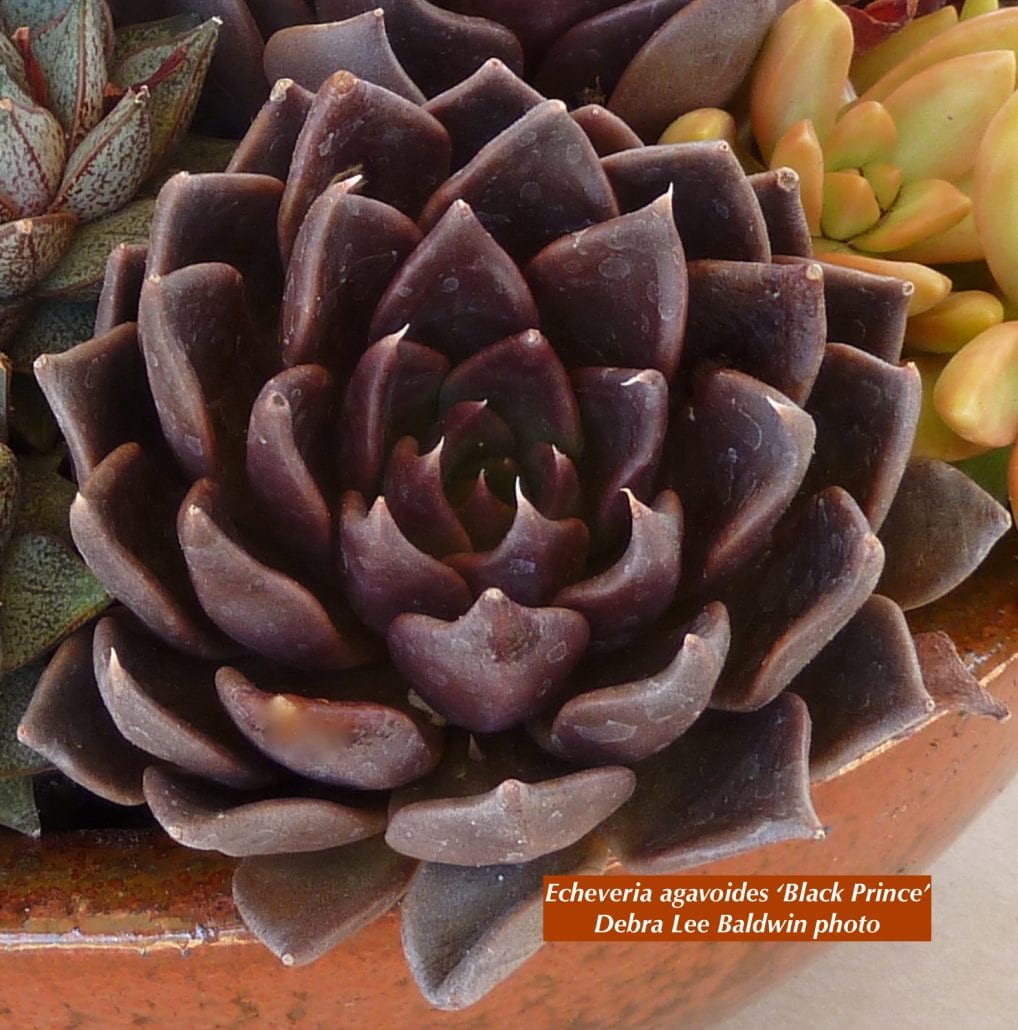 100 Echeveria Photos Labeled Succulent Design In Gardens