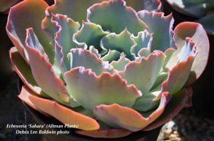 Best garden Echeveria 'Sahara' (c) Debra Lee Baldwin