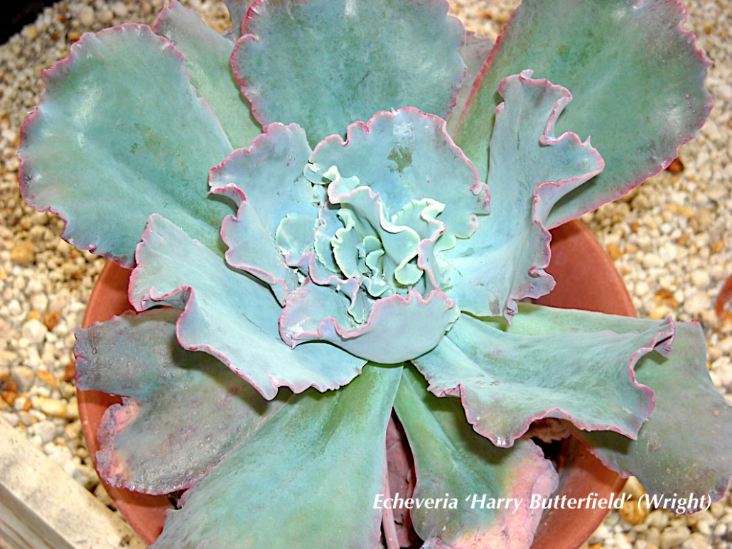 100+ Echeveria Photos, Labeled | Succulent Design in Gardens