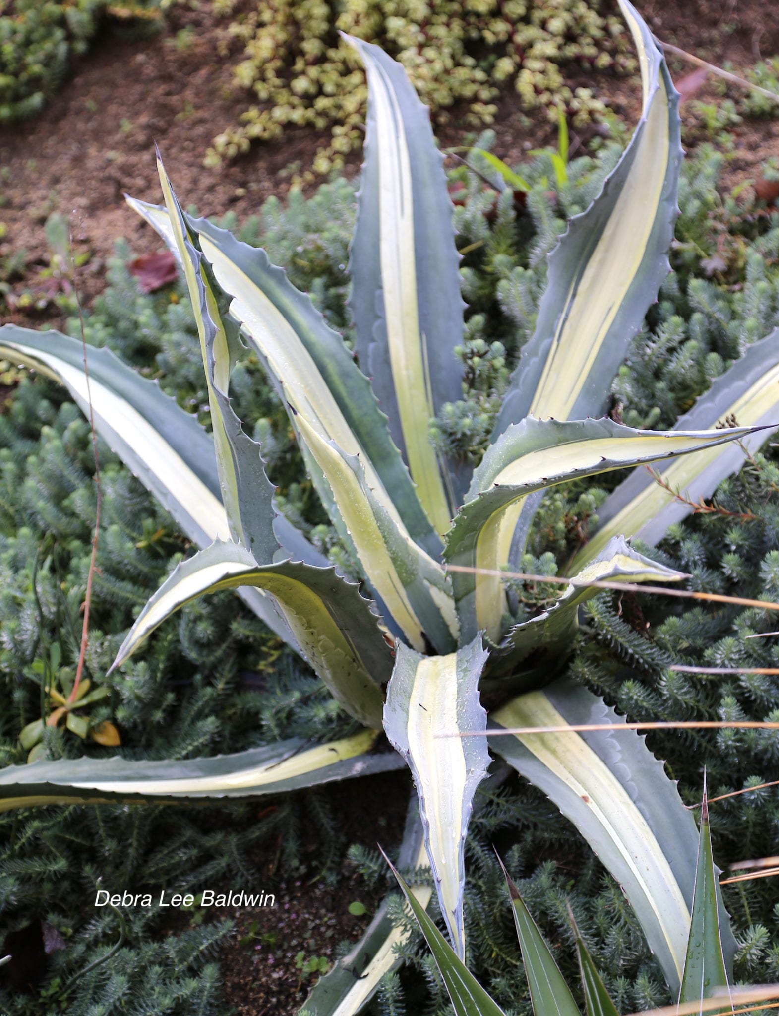 Agave Snout Weevil Prevention And Treatment - Debra Lee Baldwin