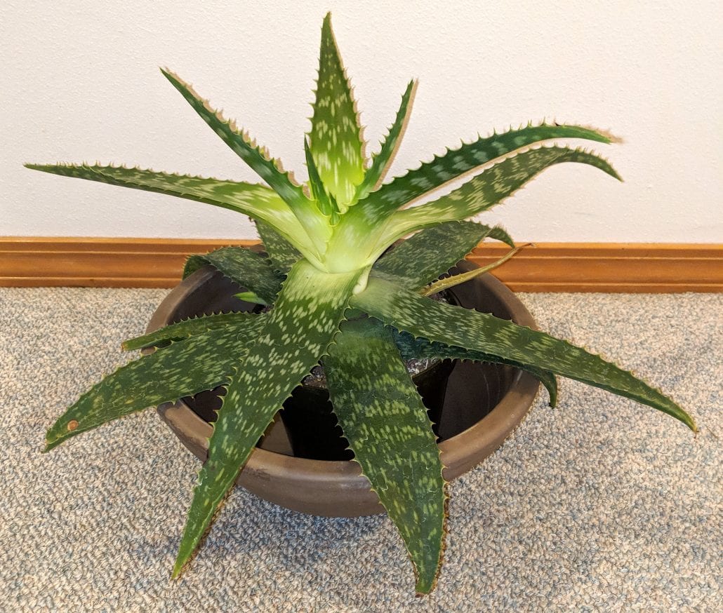 Why You Should Grow Aloe Vera - Debra Lee Baldwin