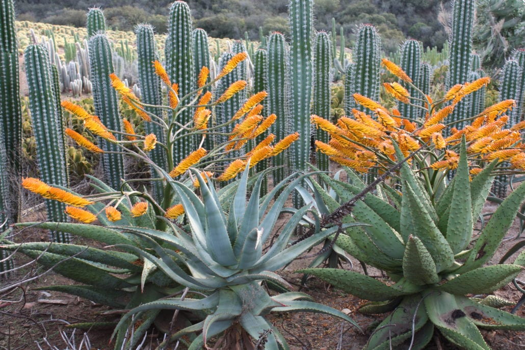 Aloe marlothii in bloom