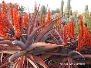 Red Aloe ferox, stressed (c) Debra Lee Baldwin