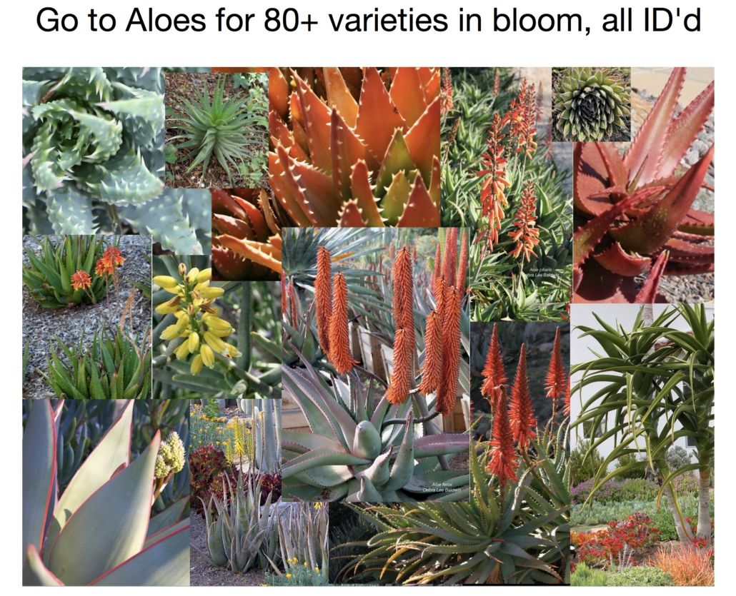 Aloes in bloom with names