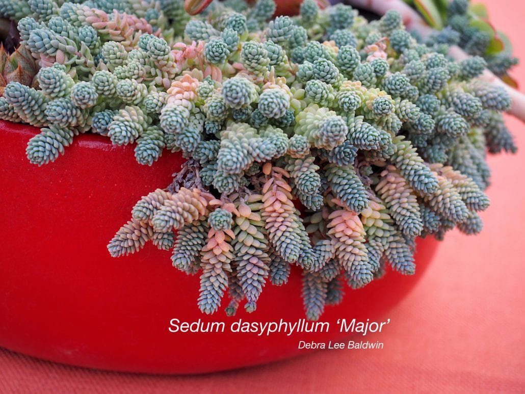Cold-Hardy Succulent Sedum dasyphyllum var. macrophyllum (c) Debra Lee Baldwin 