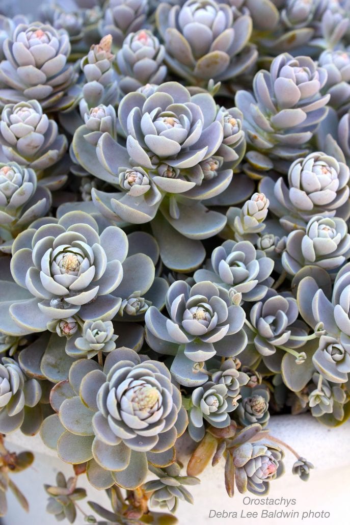 Cold-Hardy Succulents Orostachys Chinese dunce cap Pale gray (c) Debra Lee Baldwin 