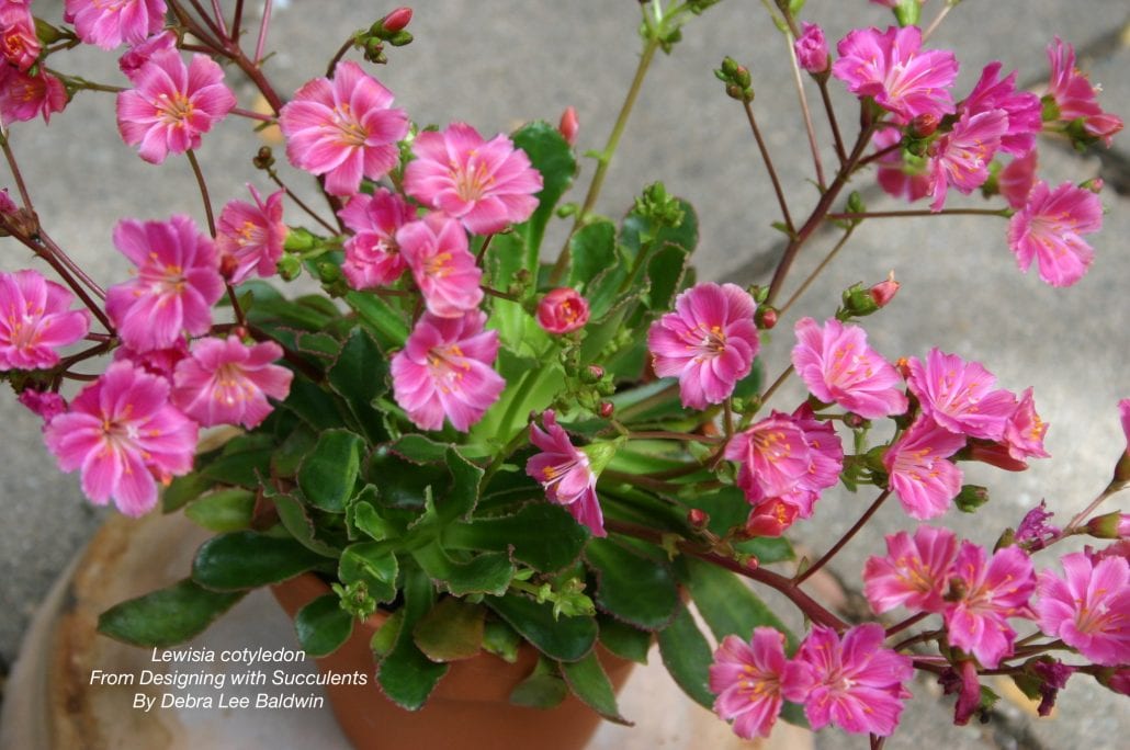 Cold-Hardy Succulents pink flowers Lewisia (c) Debra Lee Baldwin 