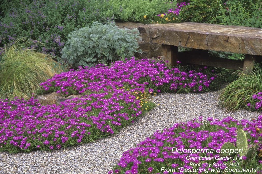 Cold-Hardy Succulent purple ice plant Delosperma cooperi in bloom 