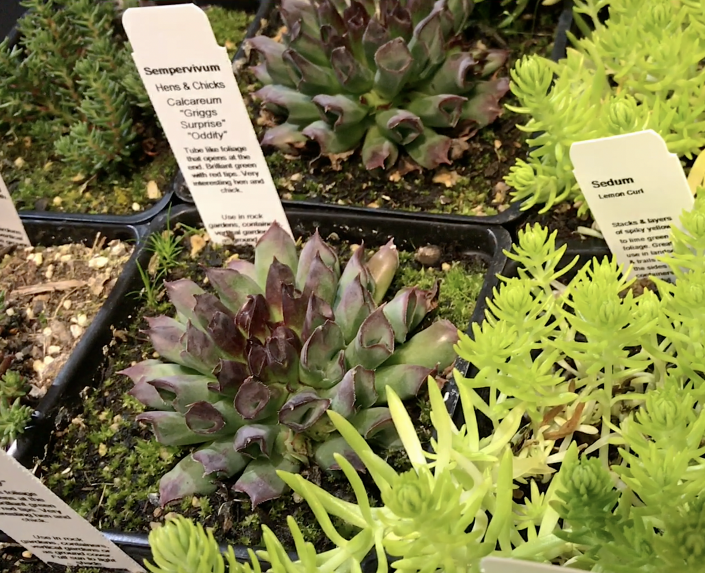 Cold-Hardy Succulents for Northern Climates