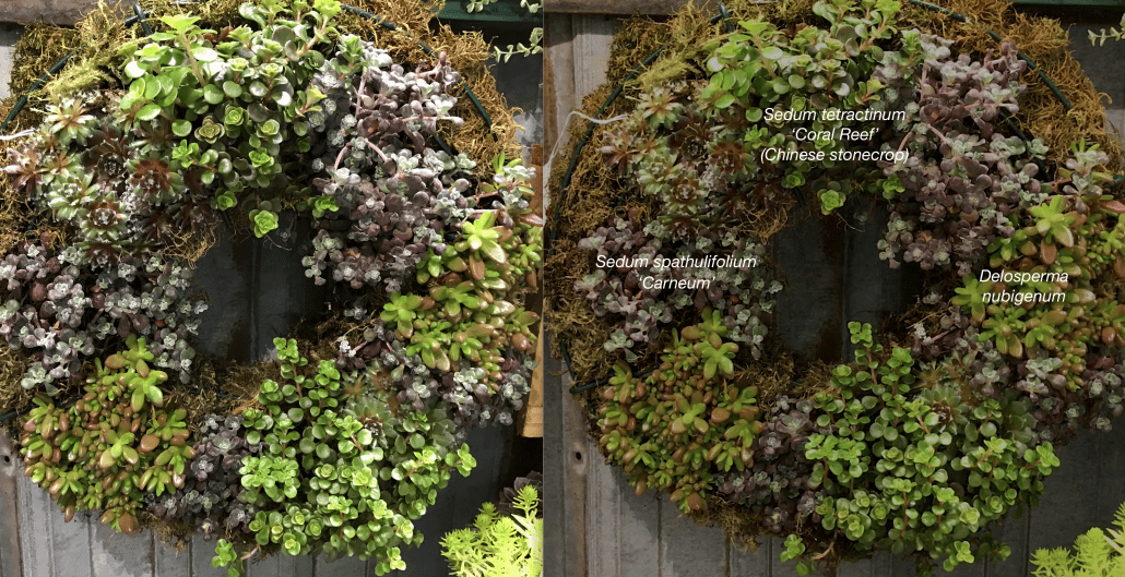 Designing with Cold-Climate Succulents