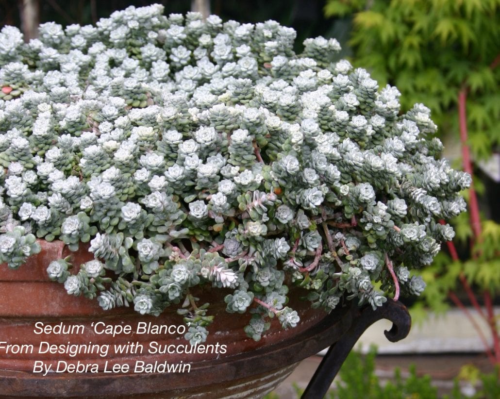 Cold-Hardy Succulent silvery gray Sedum 'Cape Blanco' (c) Debra Lee Baldwin 