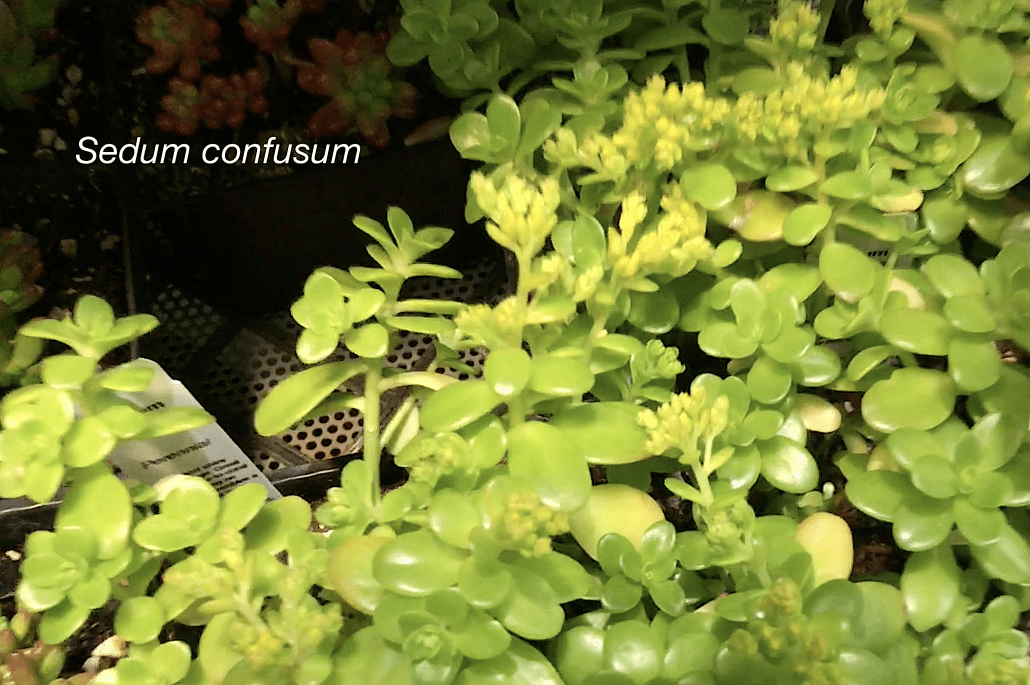 Cold-Hardy Succulent Sedum confusum (c) Debra Lee Baldwin 