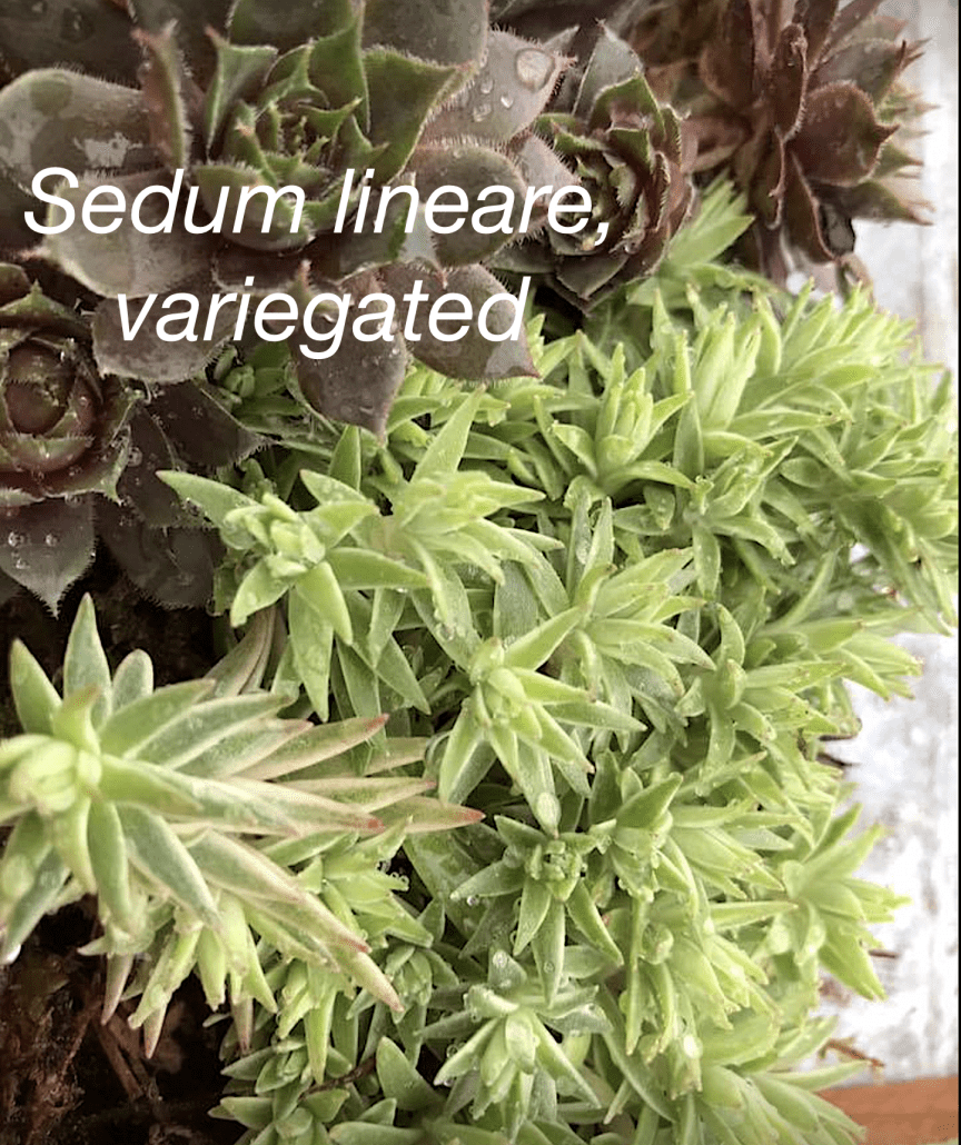 Cold-Hardy Succulent Sedum lineare, variegated (c) Debra Lee Baldwin 