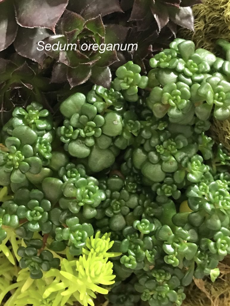 Cold-Hardy Succulent round leaves Sedum oreganum (c) Debra Lee Baldwin 
