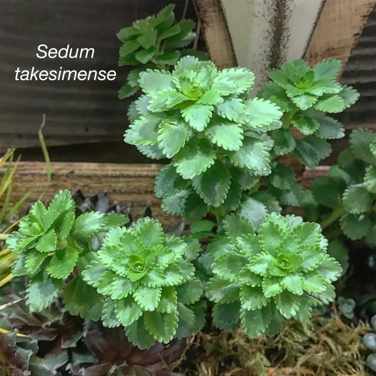 ColdHardy Succulents for Northern Climates