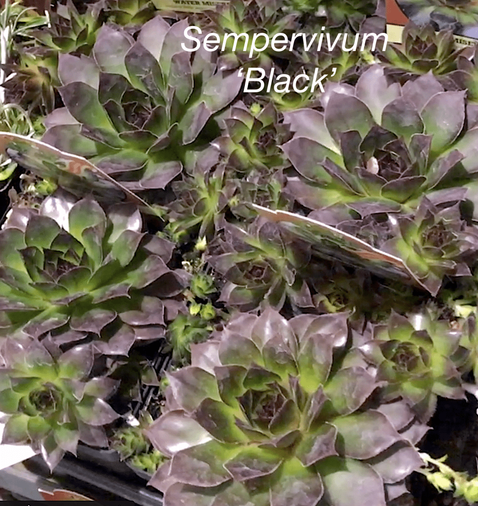 Cold-Hardy Succulent Hens-and-chicks Sempervivum 'Black' (c) Debra Lee Baldwin 
