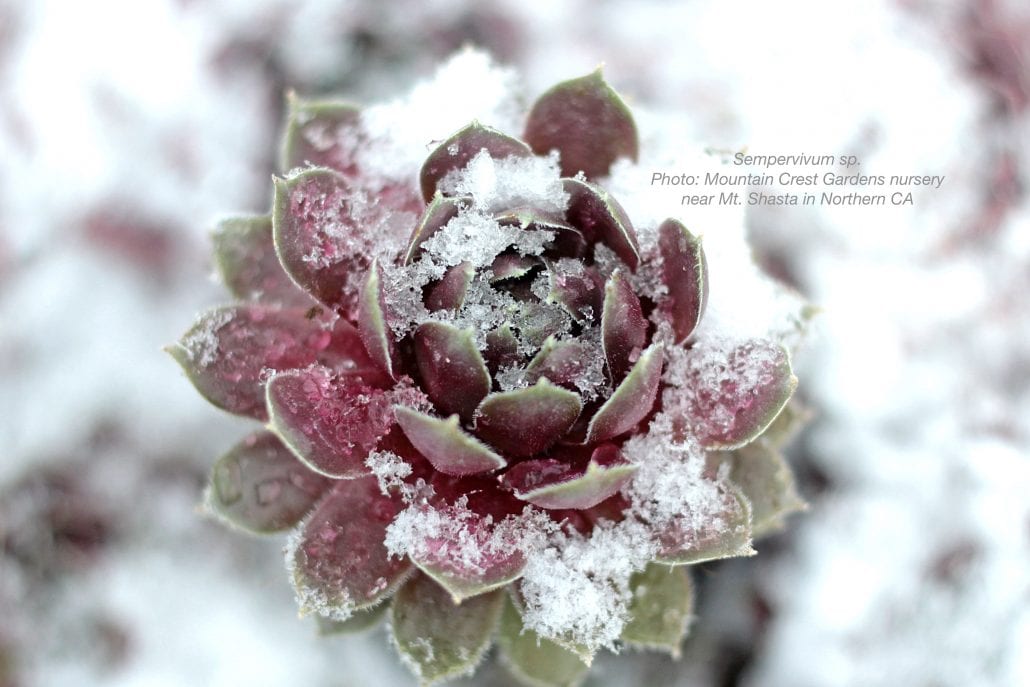Cold-Hardy Succulents for Northern Climates