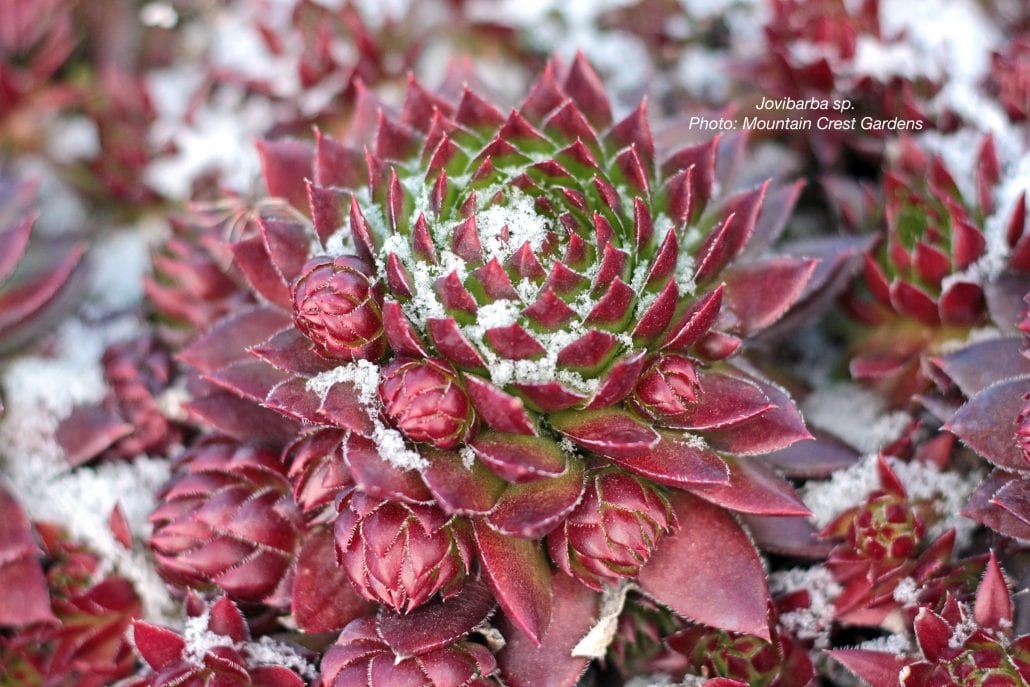 Cold-Hardy Succulents red jovibarba