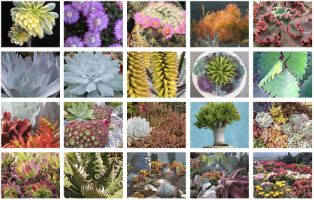 Jeff Moore's New Book: Soft Succulents: Aeoniums, Echeverias and more