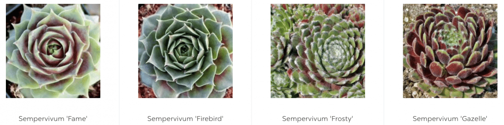 Cold-Hardy Succulents pointed leaves fuzzy tips sempervivums hens-and-chicks 