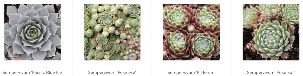 Cold-Hardy Succulents fuzzy silver sempervivums 