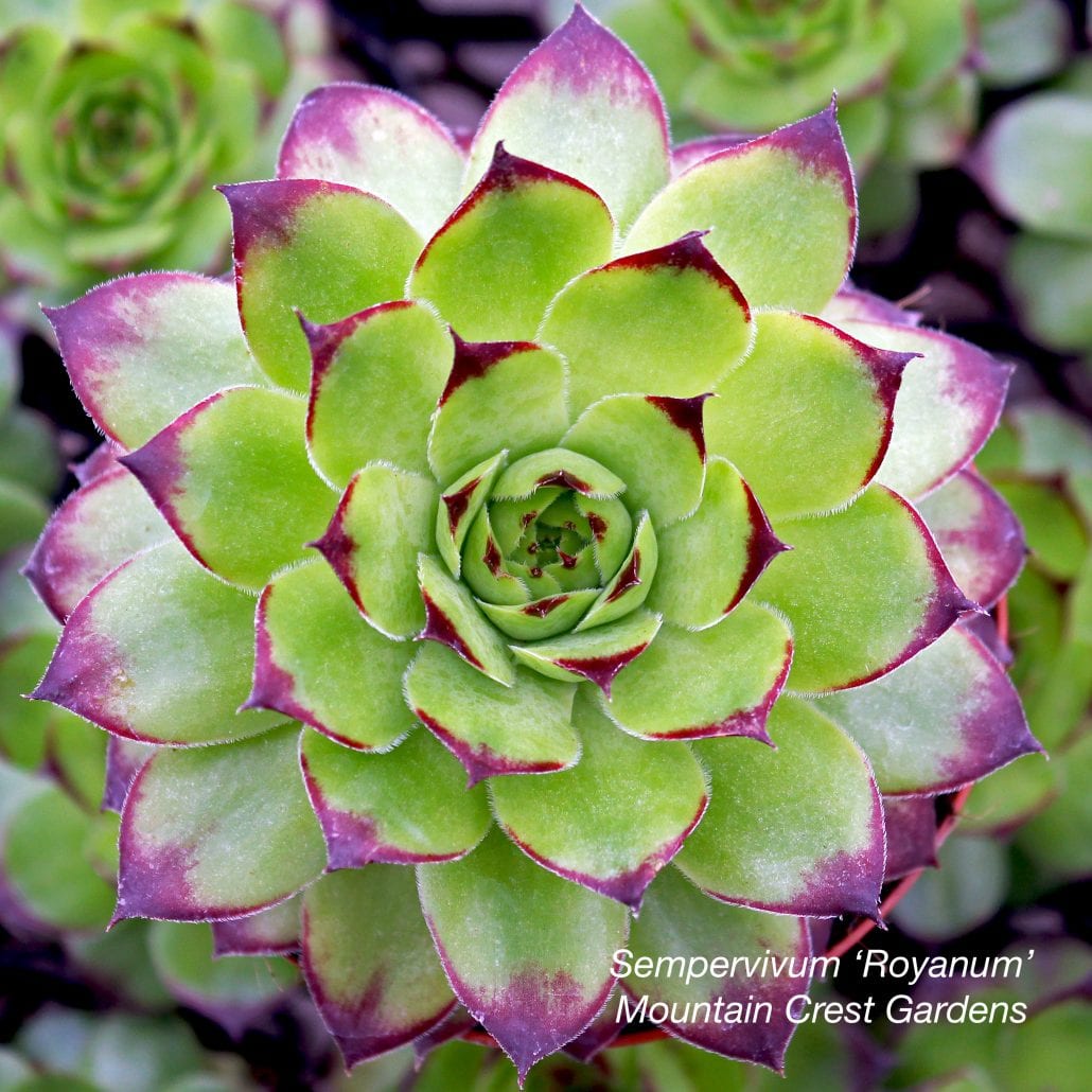 Showy Succulents for Snowy Climates (Debra's WSJ Article)