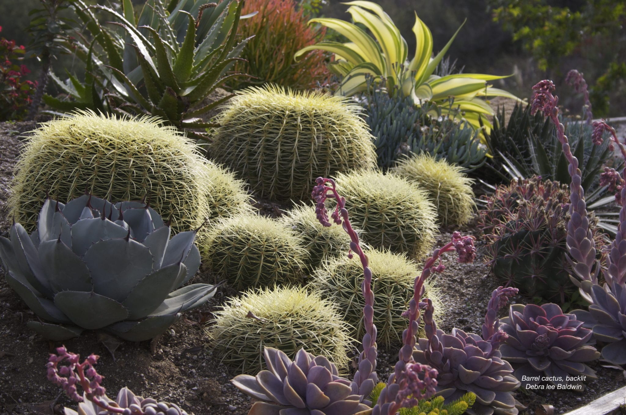 23 Cactus, Barrels, backlit Succulents and Succulent Garden Design