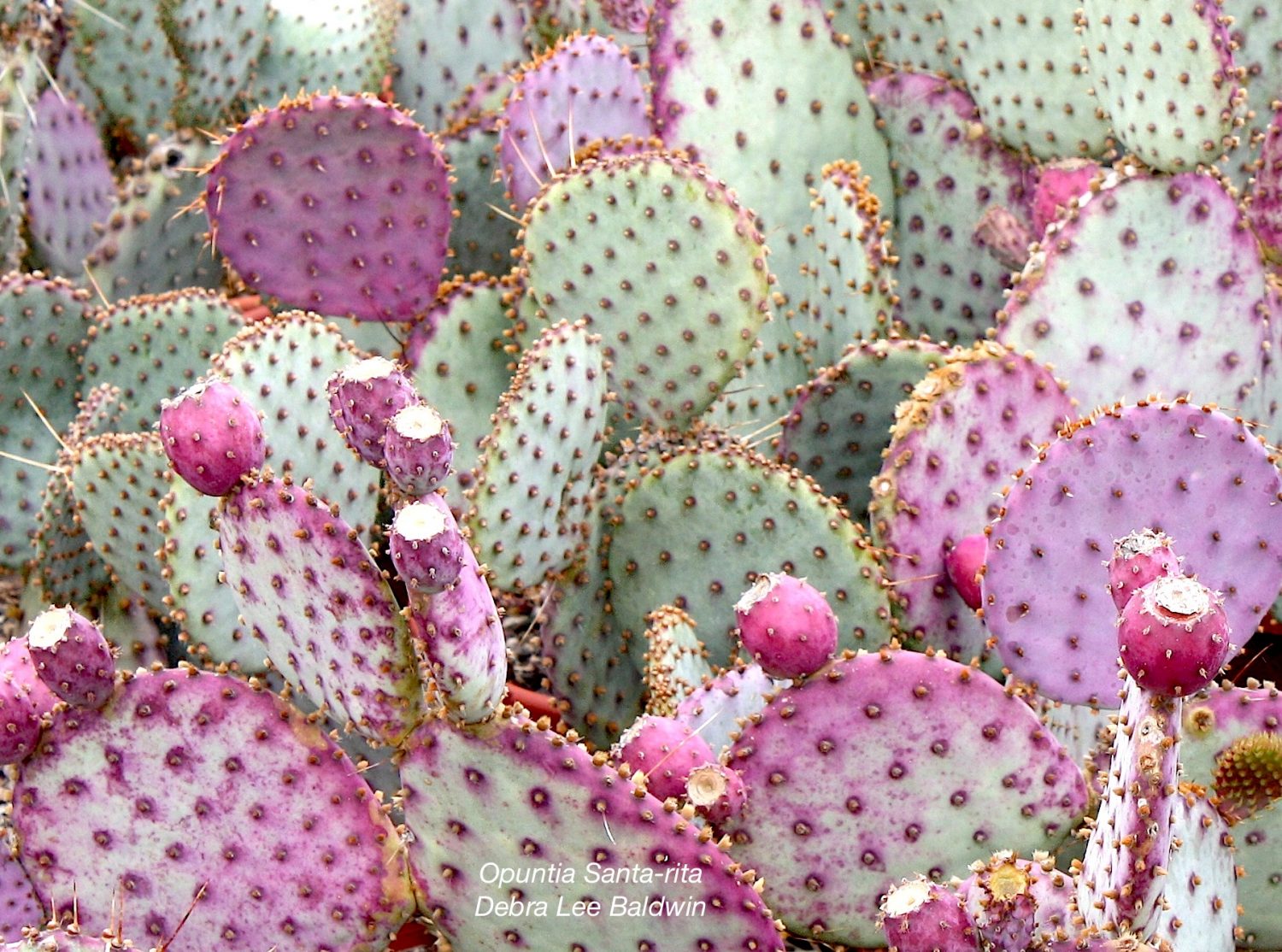 Why Grow Paddle Cacti? DLB's 16 Reasons - Debra Lee Baldwin