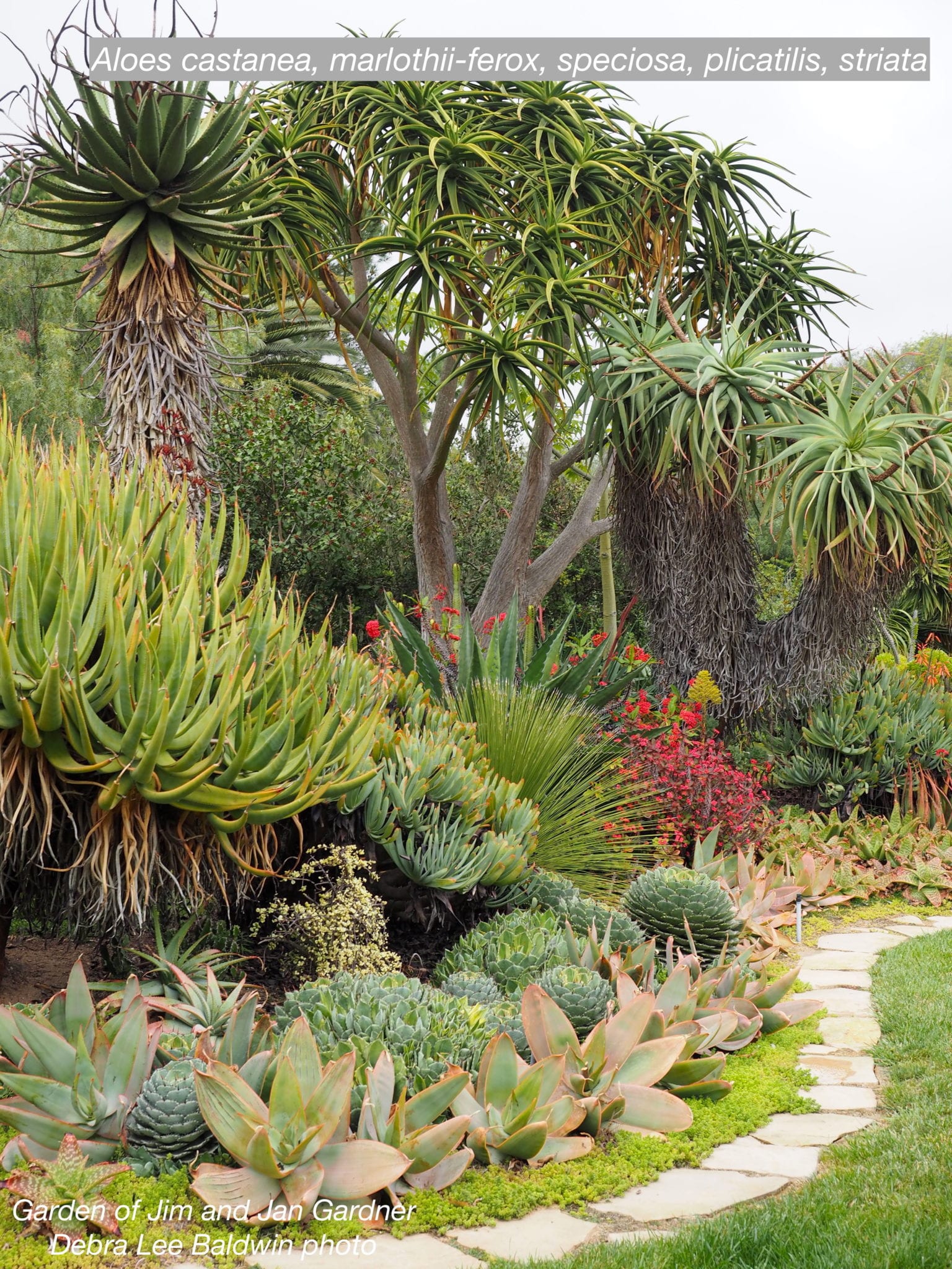 Jim Gardner's Succulent Showcase - Debra Lee Baldwin