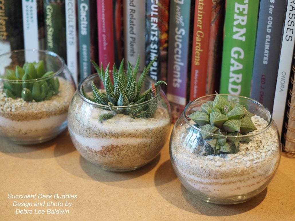 Succulents for desks, offices, indoors, low-light conditions