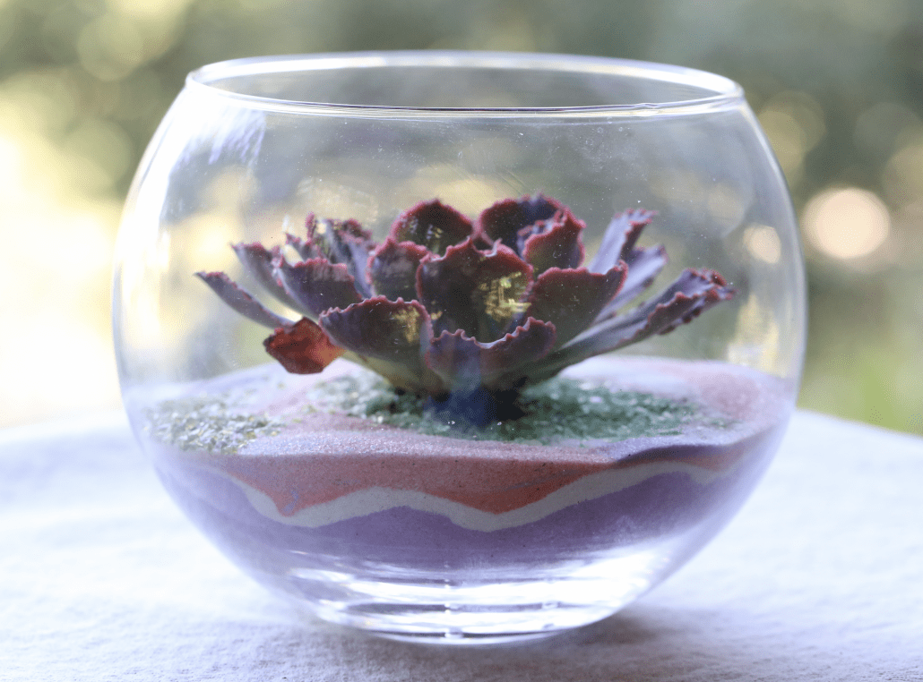 How to Water Succulents in Gardens, Containers & If There's No
