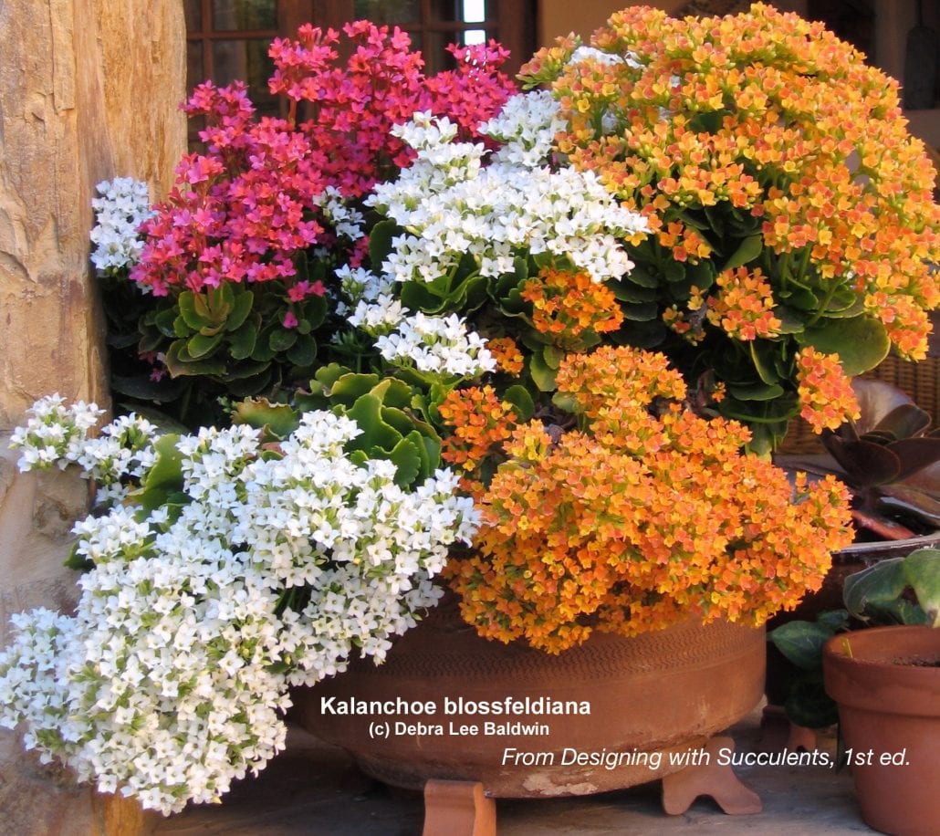 Details about    100 Seeds Fresh Viable Kalanchoe Flowers Garden Home Big Blooms Mixed Color 