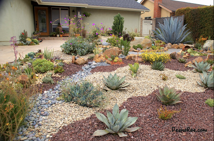 Ten Succulent Front Yard Essentials - Debra Lee Baldwin