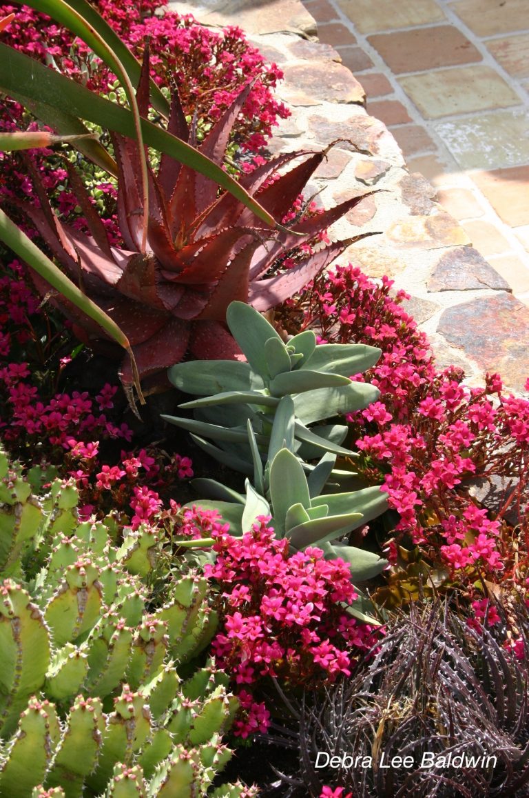 Supermarket Kalanchoes: Succulents You Grow for Their Flowers - Debra ...