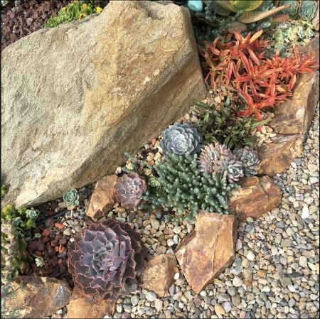 Ten Succulent Front Yard Essentials - Debra Lee Baldwin