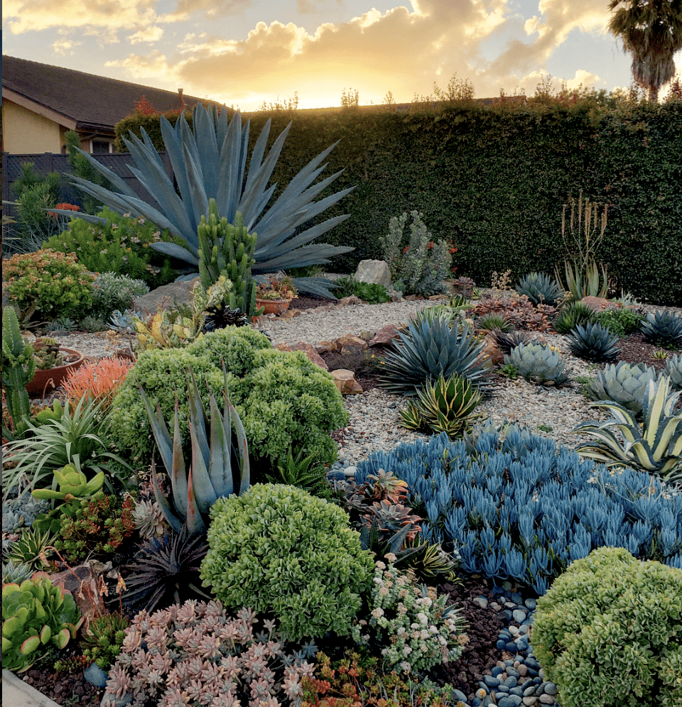 agave landscaping