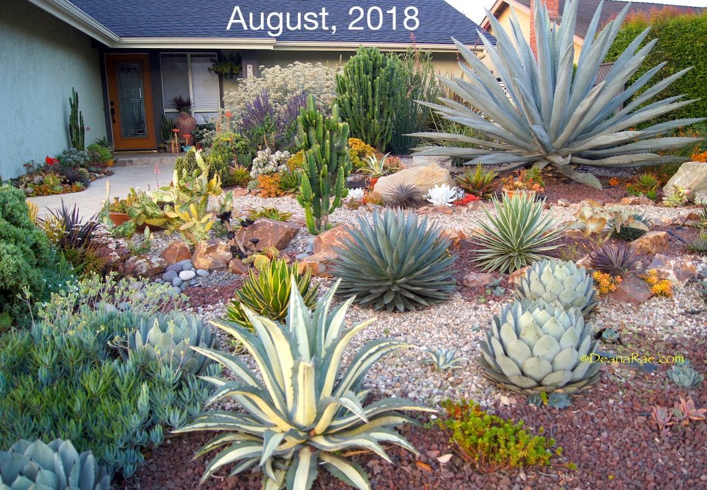 Ten Succulent Front Yard Essentials, Front Yard Landscaping With Rocks And Succulents