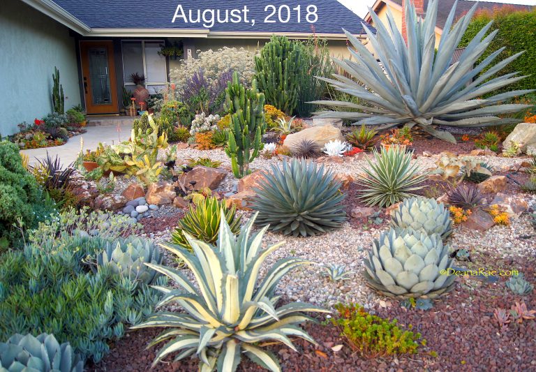 Ten Succulent Front Yard Essentials - Debra Lee Baldwin