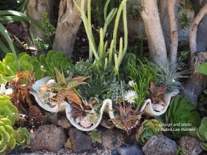 Undersea succulent clamshell planter