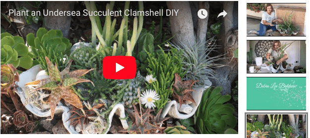 Undersea succulent planter