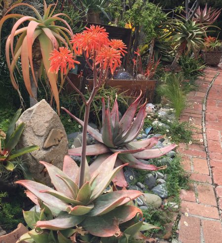 Nancy Englund's Succulent Mermaid's Garden - Debra Lee Baldwin