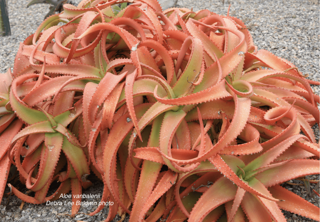 Bizarre succulents 