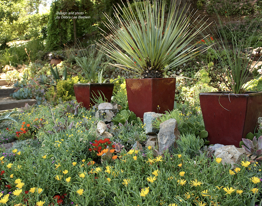 Gallery of large pots of succulents 